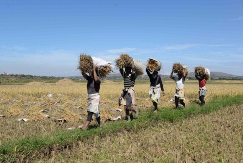 One Belt, One Road Zero Distance: The African Taste of Chinese Hybrid Rice One Belt, One Road Zero Distance: The African Taste of Chinese Hybrid Rice